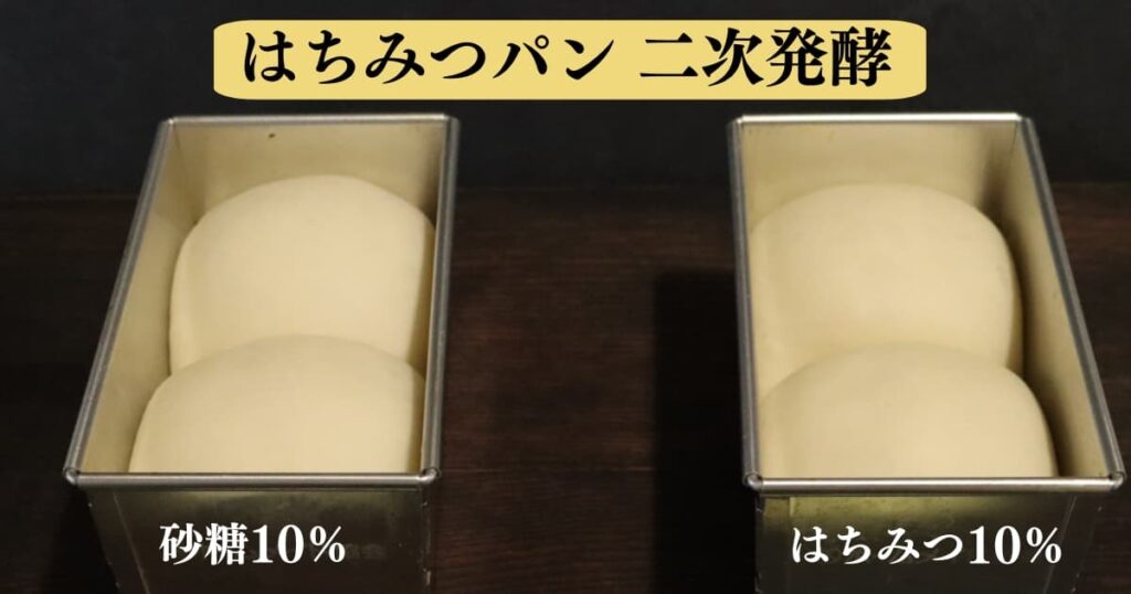 はちみつパンが膨らまない原因と対処法を考察するための実験結果。砂糖10％とはちみつ10％のパン生地を二次発酵させて比べている画像。はちみつのパンも砂糖と同じくらい膨らんでいる。
original photographic evidence