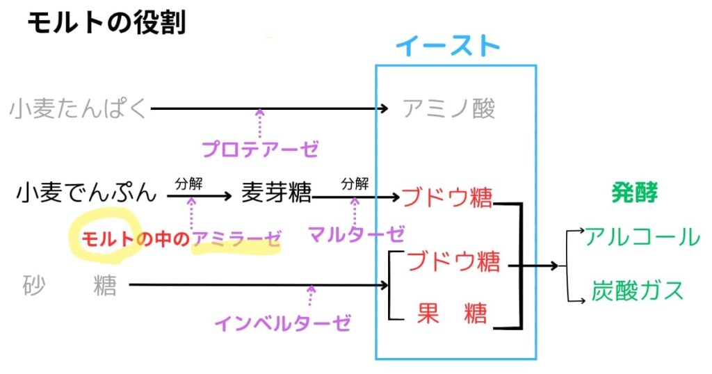 パンの発酵においてモルトが担う役割について説明したオリジナルの図解。