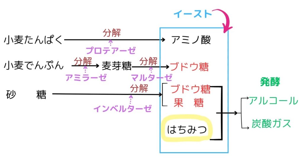 はちみつの発酵に及ぼす影響を示す図解