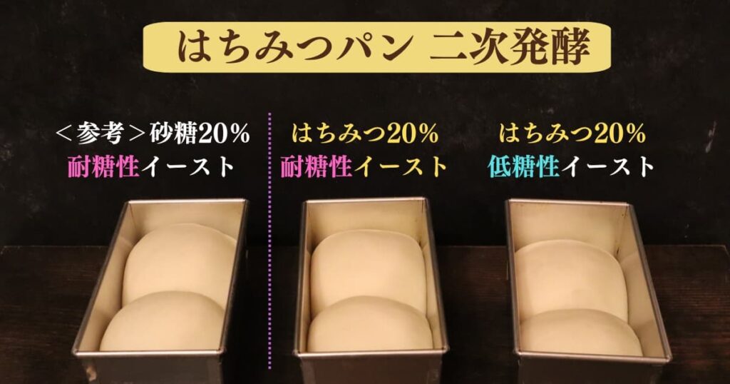 はちみつパンが膨らまない原因と対処法を考察するための実験結果。
砂糖10％の耐糖性イースト、
はちみつ20％の耐糖性イースト、はちみつ20％の低糖性イーストのパン生地を二次発酵させて比べている画像。はちみつ２０％、低糖性イーストの生地は他に比べて膨らんでいないのがわかる画像。
original photographic evidence