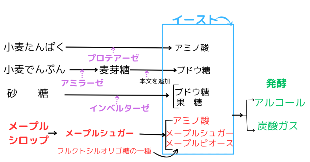 メープルシロップにおけるパンの発酵の仕組みを説明する図
オリジナルで作成。